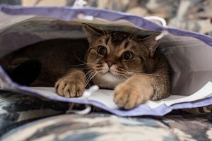 Cat behavior can often be strange and is sometimes linked to cat health