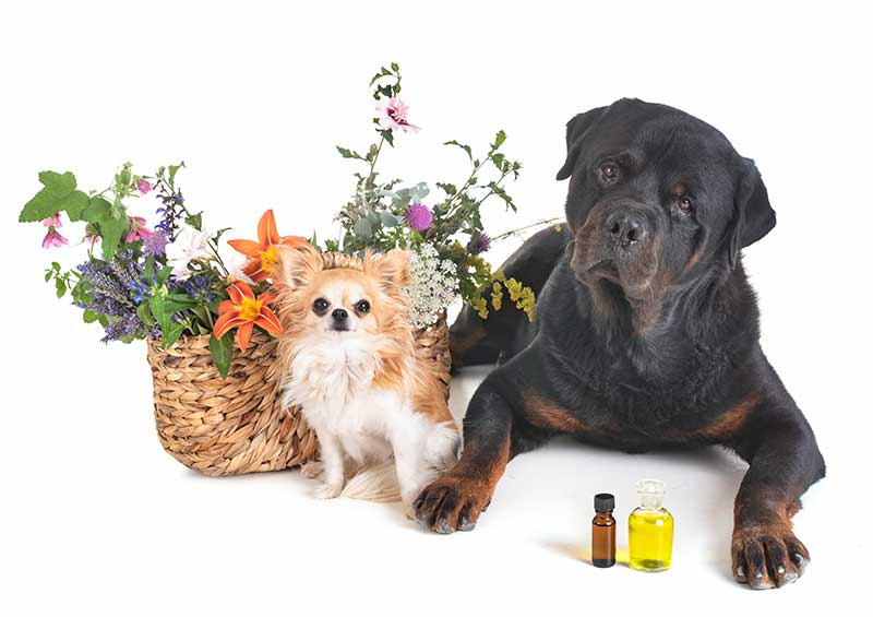 Essential oils for pets