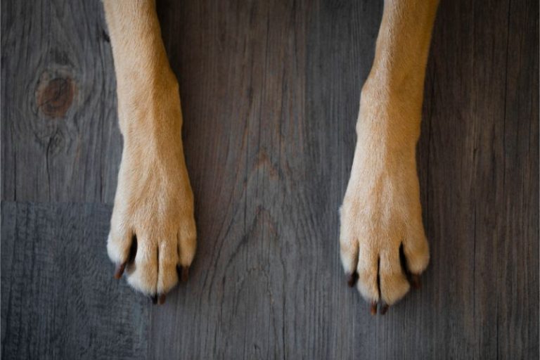 the-curious-case-of-frito-feet-the-whole-pet-vet-hospital-the