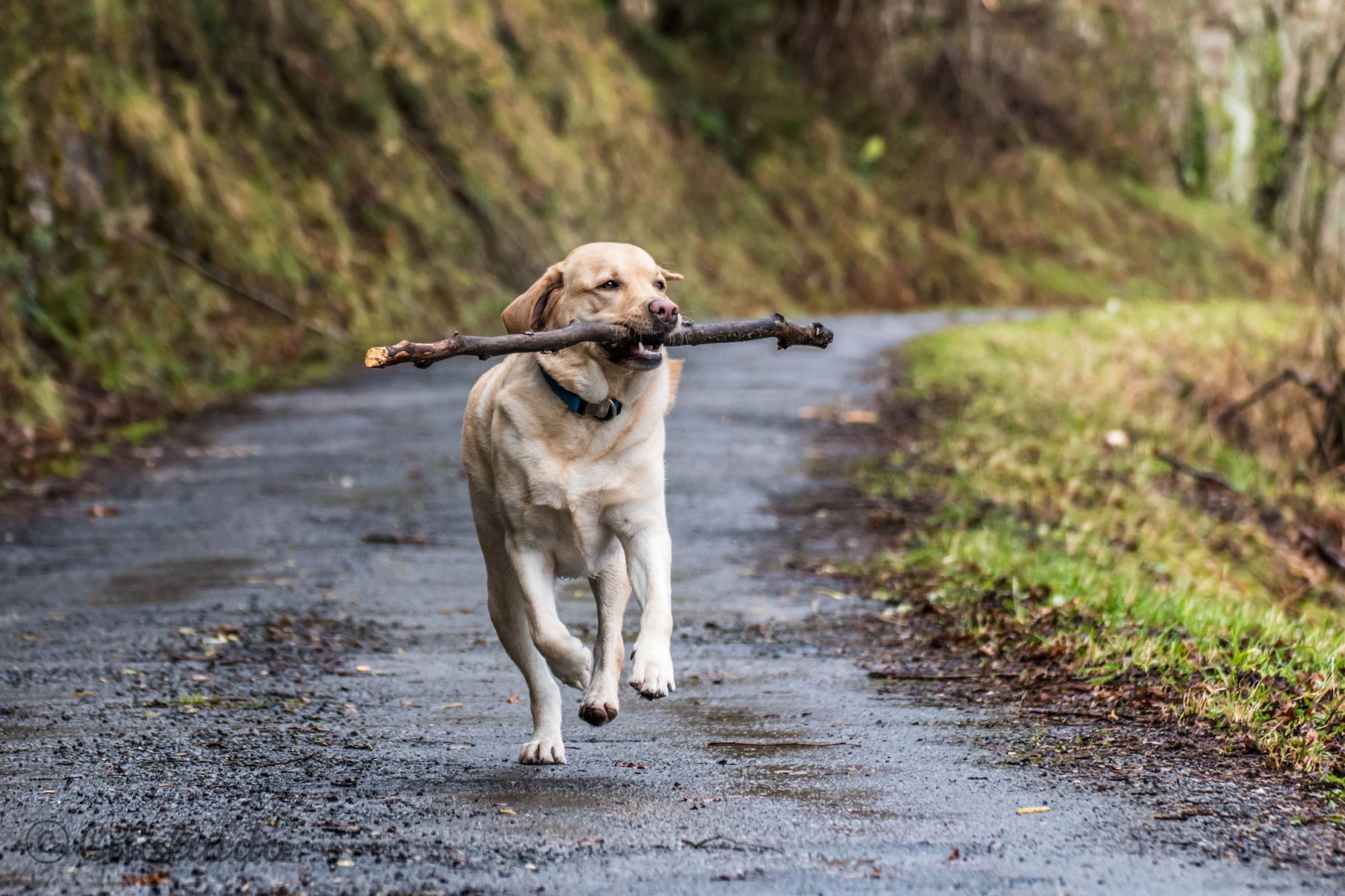 A dog carries a big stick in its mouth.