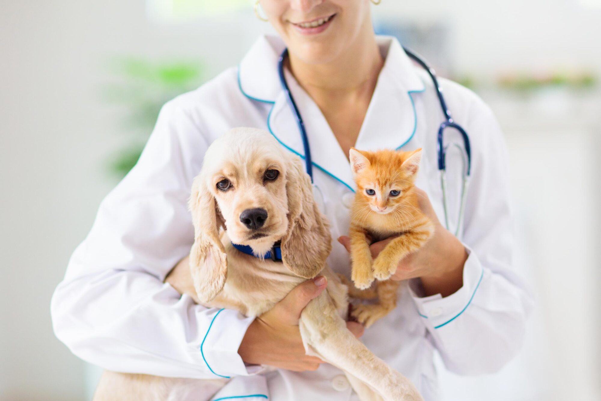 puppy and kitten visiting veterinarian 