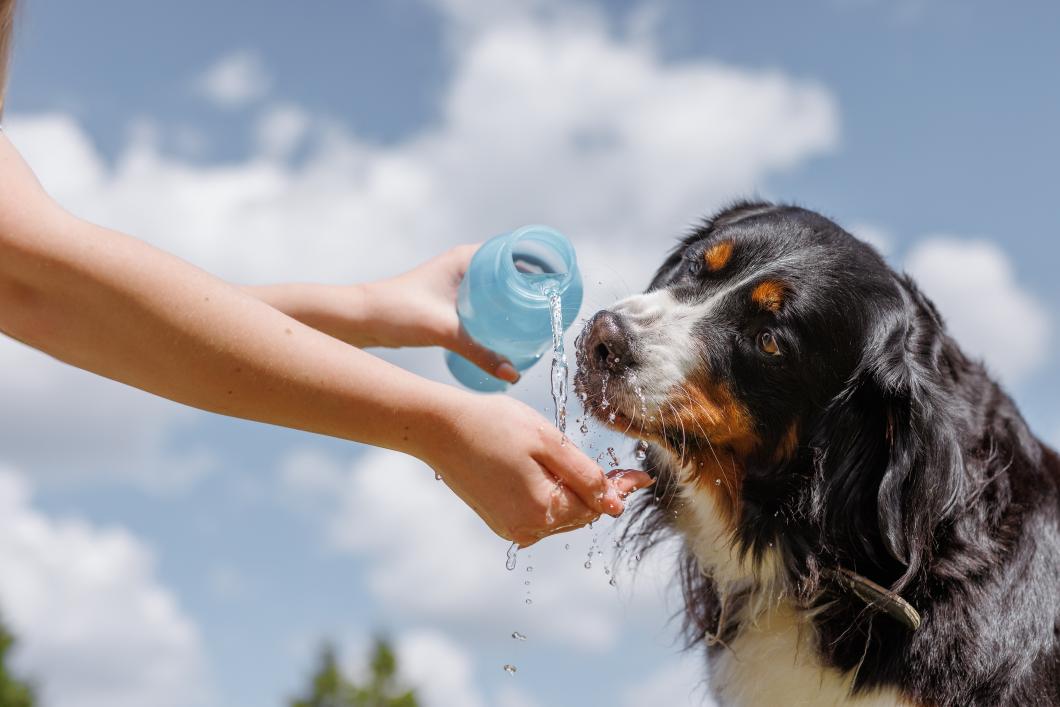 dog enjoying a drink of water.