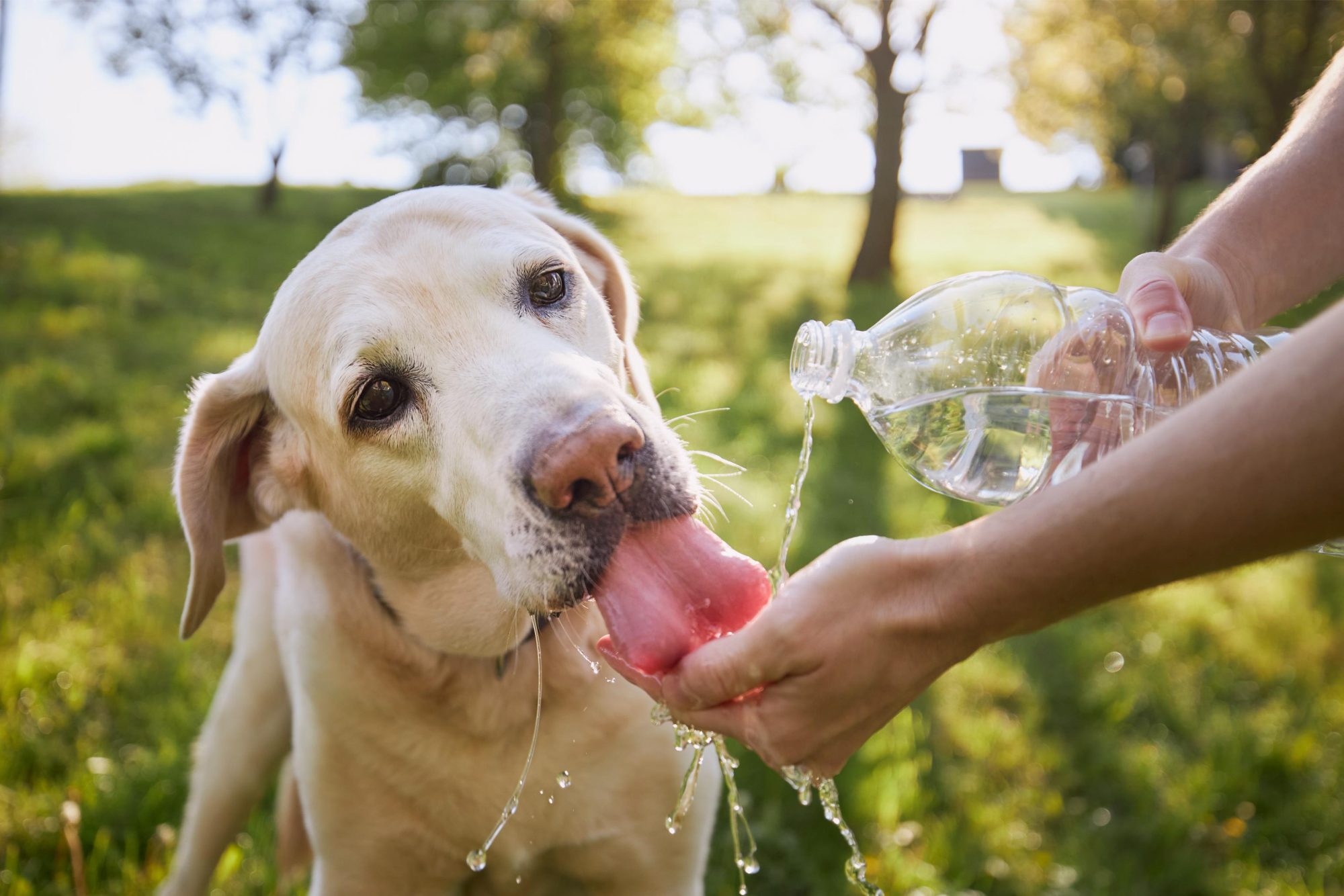 dog drinking water.