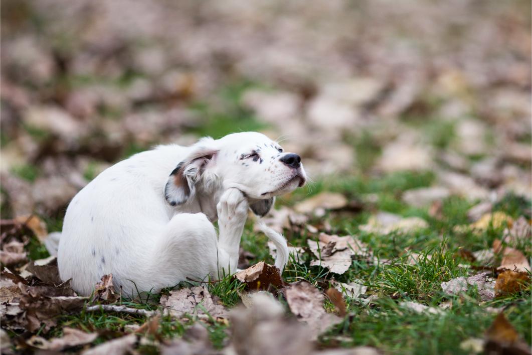 Dog scratching.