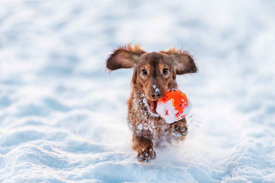 Dog running in snow. 