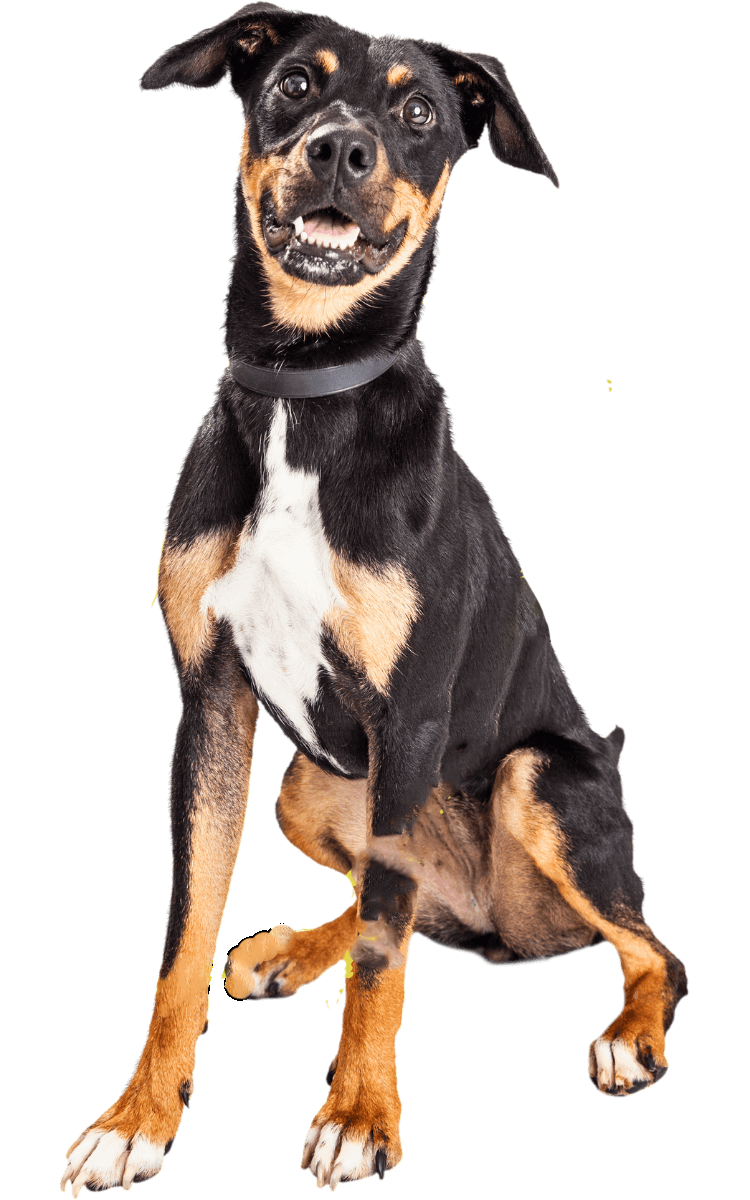 happy dog wearing blue collar