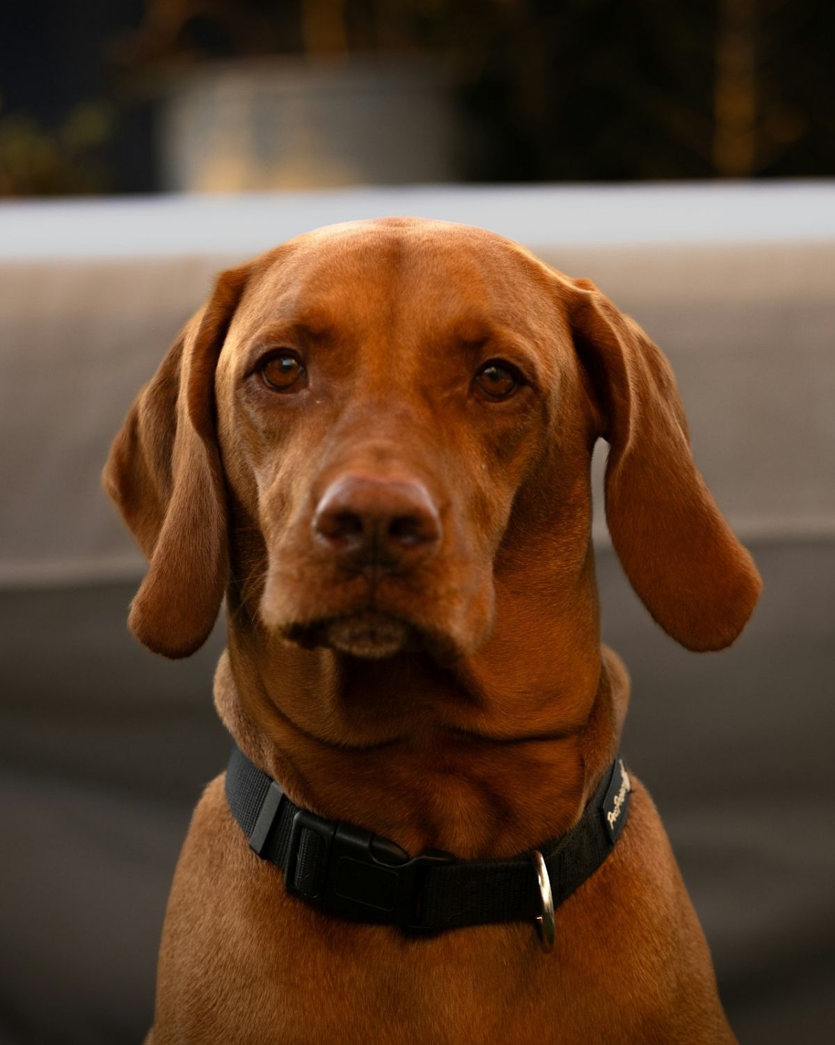 Close-up portrait of brown dog