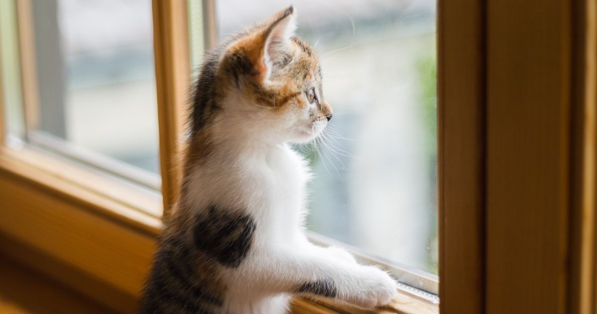 Curious kitten peers outside.