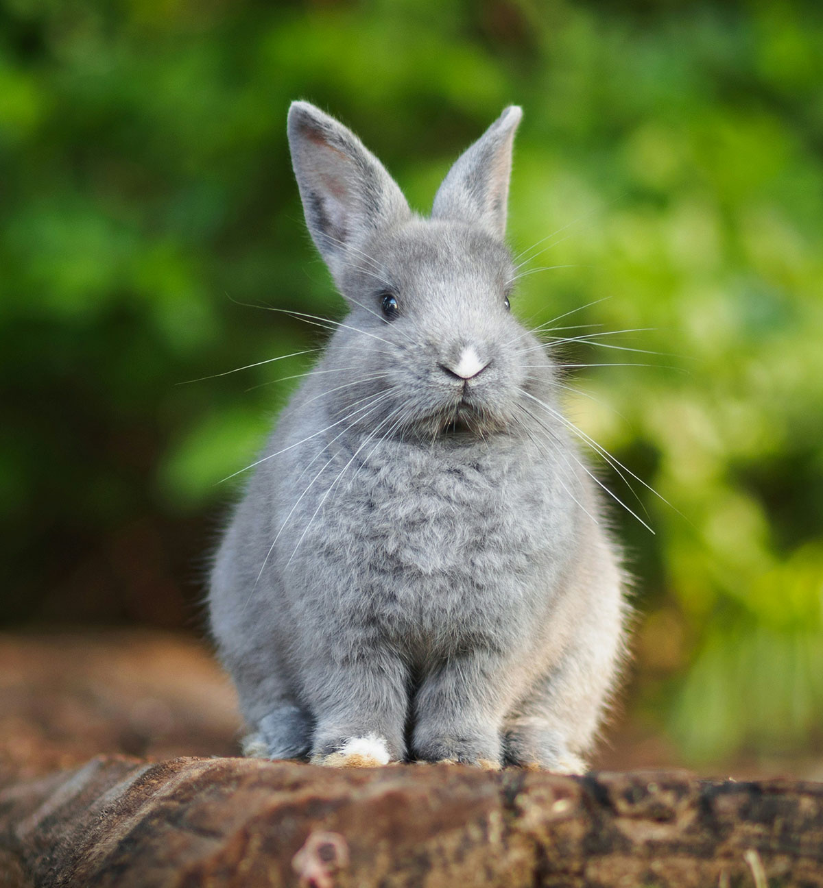 Cute rabbit with fluffy fur