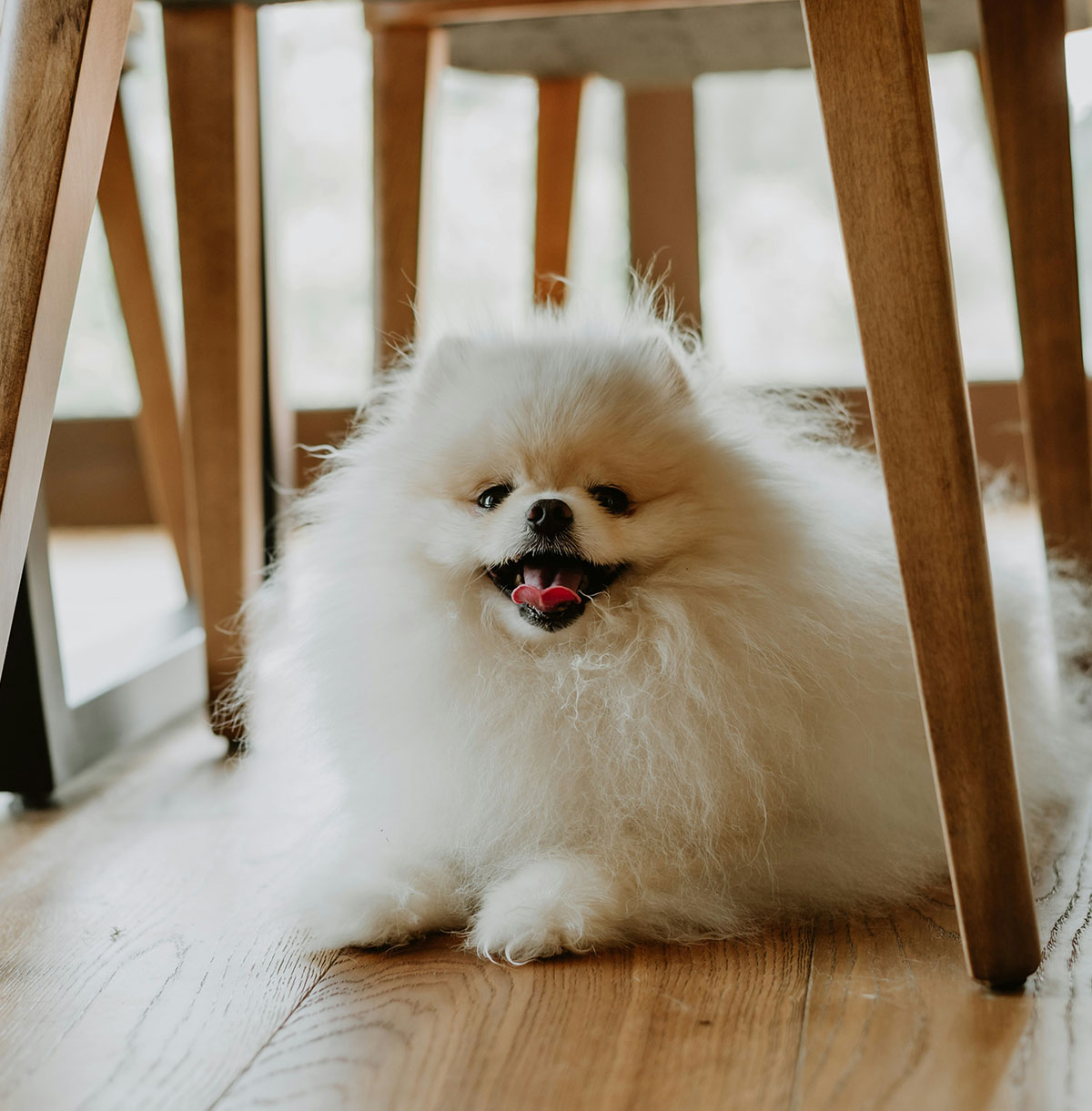 Fluffy white dog under chair