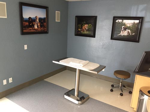 exam room at The Whole Pet Vet Hospital and Wellness Center