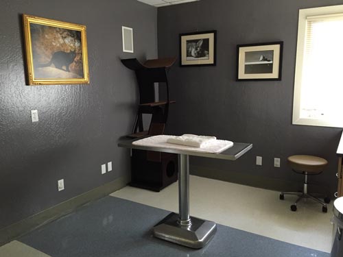 exam room at The Whole Pet Vet Hospital and Wellness Center