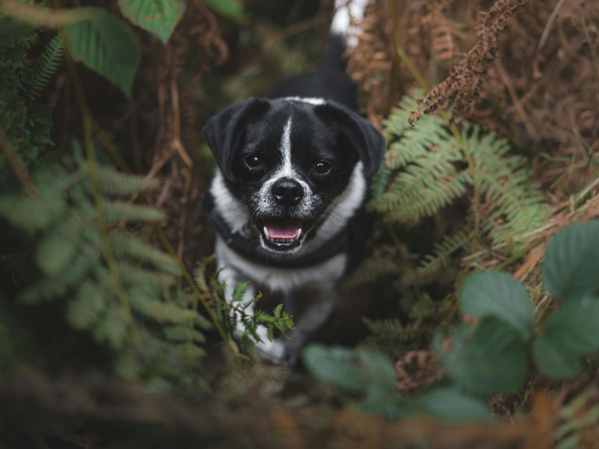 Happy dog in ferns portrait