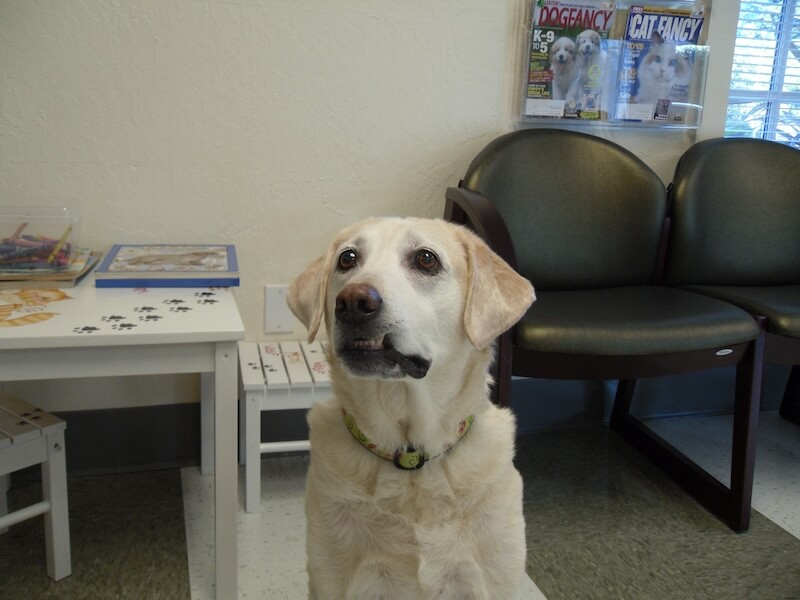 labrador retriever dog making a silly face at the clinic