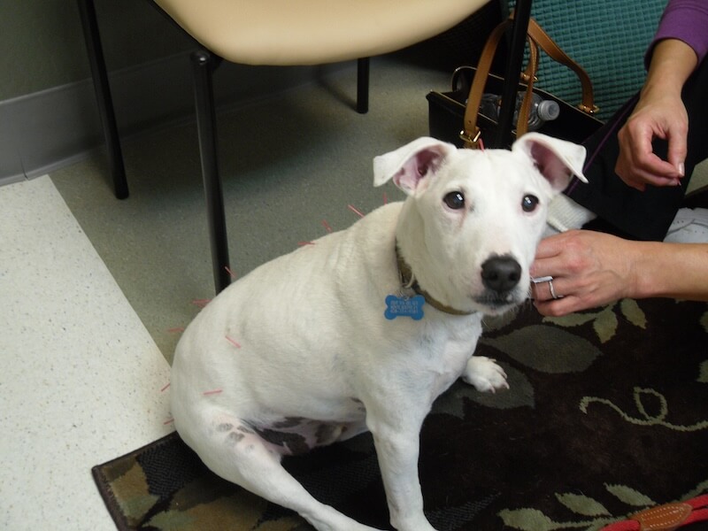 white dog sitting with his owner