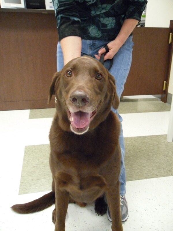 happy brown dog sitting with his owner at the clinic