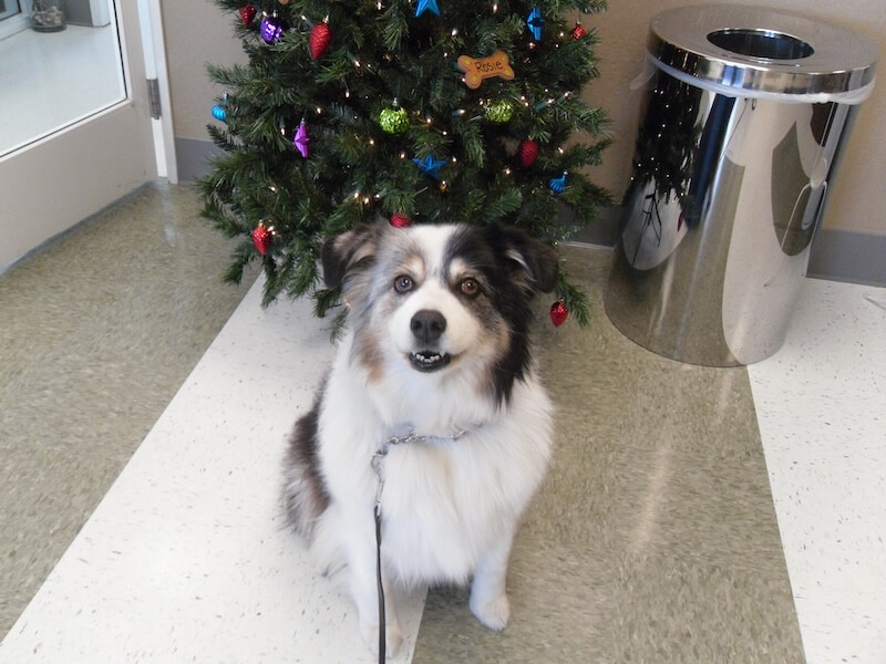 long-haired dog sitting next to a Christmas tree at the clinic