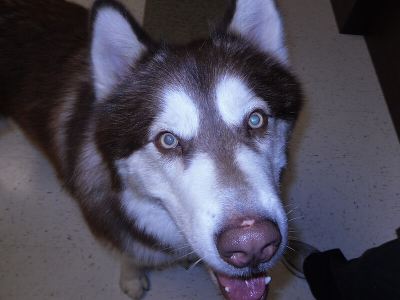 closeup of Siberian Husky dog