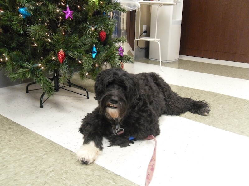 black long-haired dog sitting next to a Christmas tree at the clinic